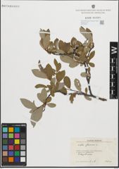 Foto von Salix glauca L.